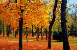 Bosque otoal